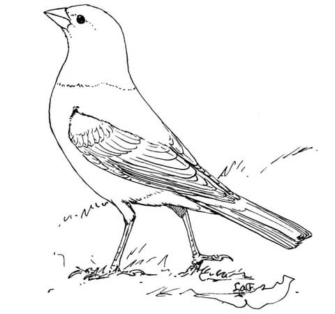 Brown Headed Cowbird Coloring Page